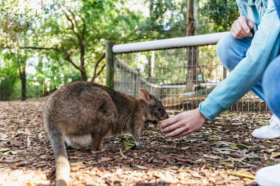 From Sydney: Blue Mountains Full-Day Trip - Who should book this $148 tour?