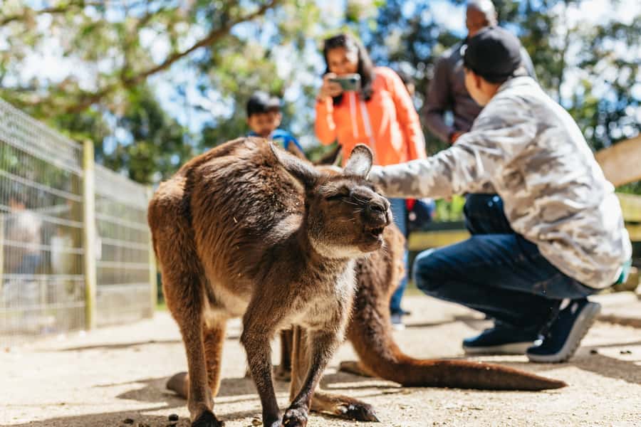 From Sydney: Blue Mountains Full-Day Trip - What to eat, pack, and wear