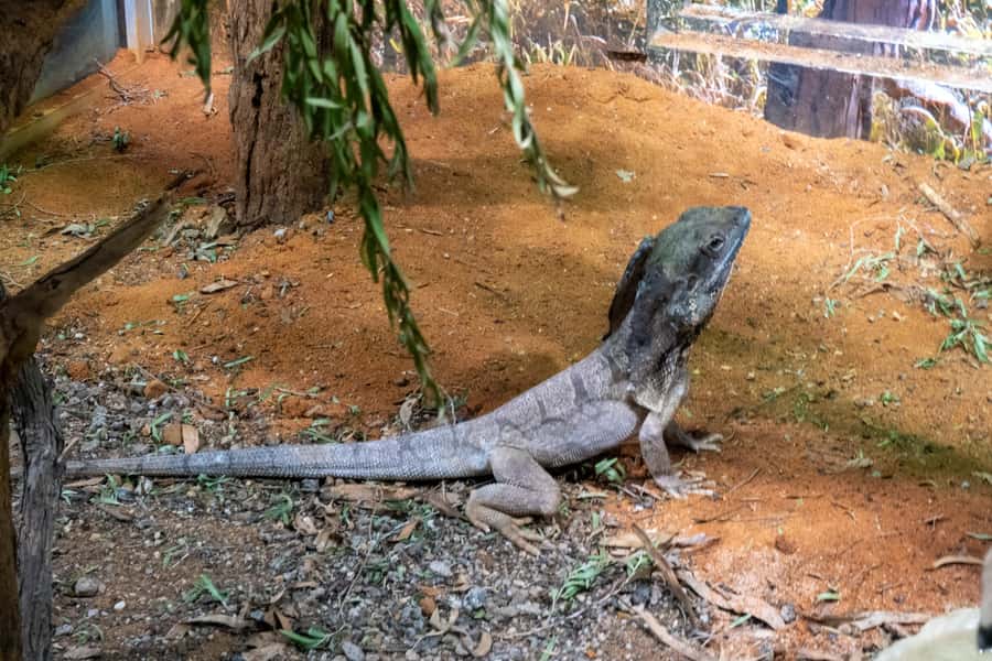 From Sydney: Blue Mountains, Scenic Railway, & Sydney Zoo - Should you book the Blue Mountains day trip?