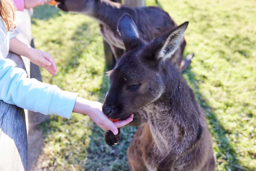 From Sydney: Blue Mountains, Scenic World, Zoo, & Ferry Ride - Scenic World: three rides and a rainforest walk