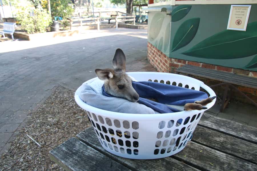 From Sydney: Blue Mountains Small-Group Tour Picnic & Hike - Transport, group size, and the value of $224