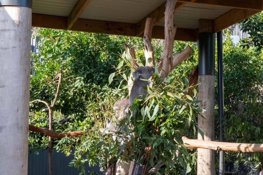 From Sydney: Blue Mountains, Sydney Zoo & Walking Tour - Practical tips for making the day easier