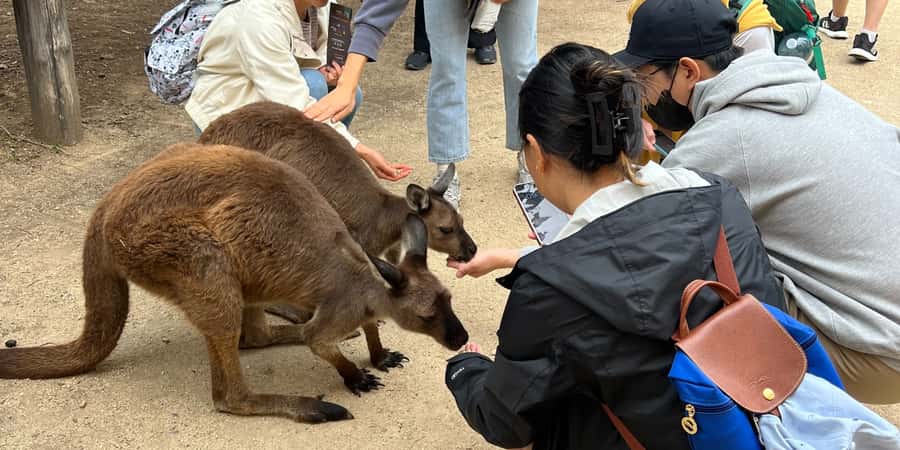 From Sydney: Blue Mountains, Sydney Zoo & Walking Tour - Echo Point and the Three Sisters