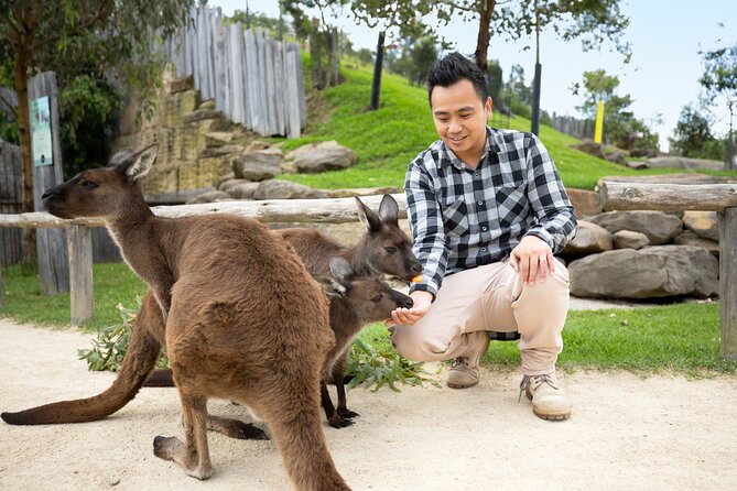 From Sydney: Blue Mountains with Zoo, Koala Photo & Scenic World - Scenic World’s Railway, Skyway, and Cableway