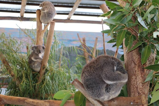 From Sydney: Blue Mountains with Zoo, Koala Photo & Scenic World - Cahill’s Lookout over Megalong Valley