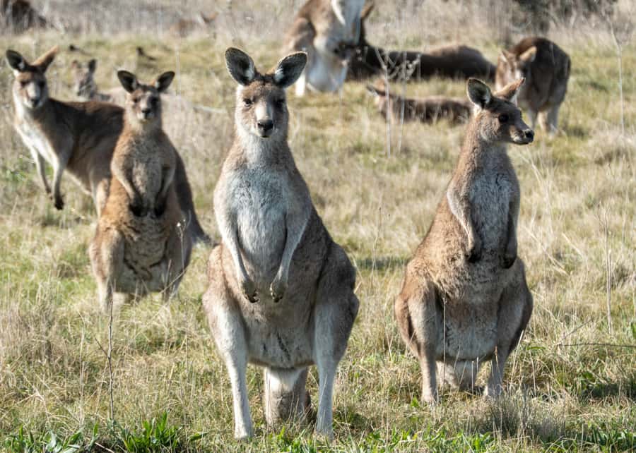 From Sydney: Canberra Day Tour - Why Canberra is worth the long ride from Sydney