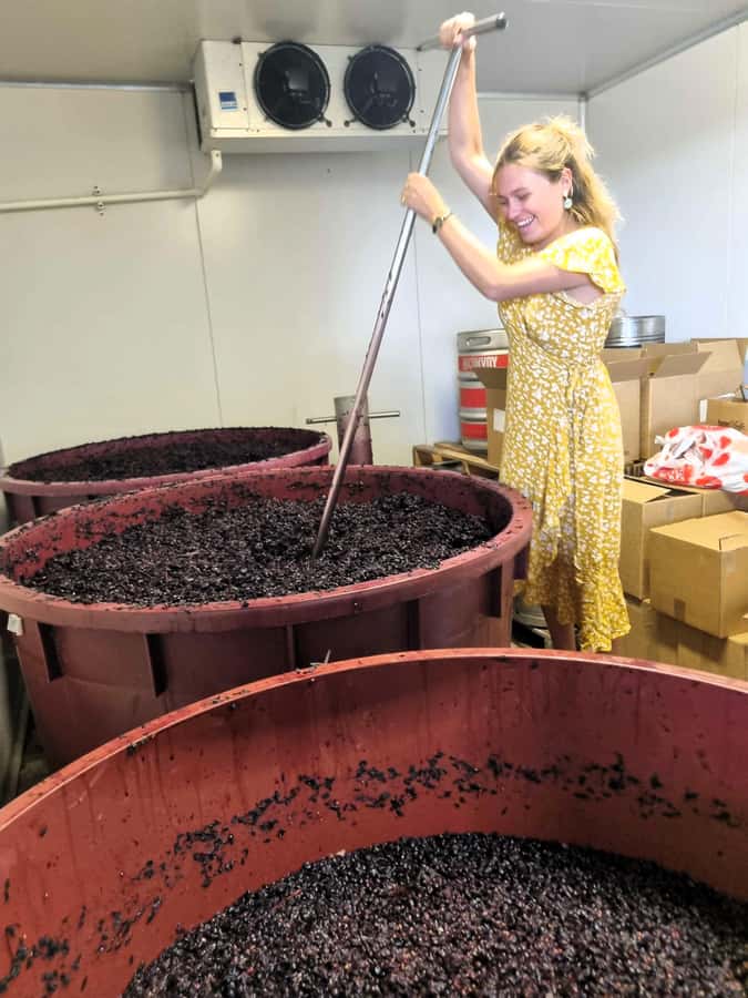 From Sydney: Hunter Valley Wine, Gin & Food Tastings Tour - Why this Hunter Valley day trip works