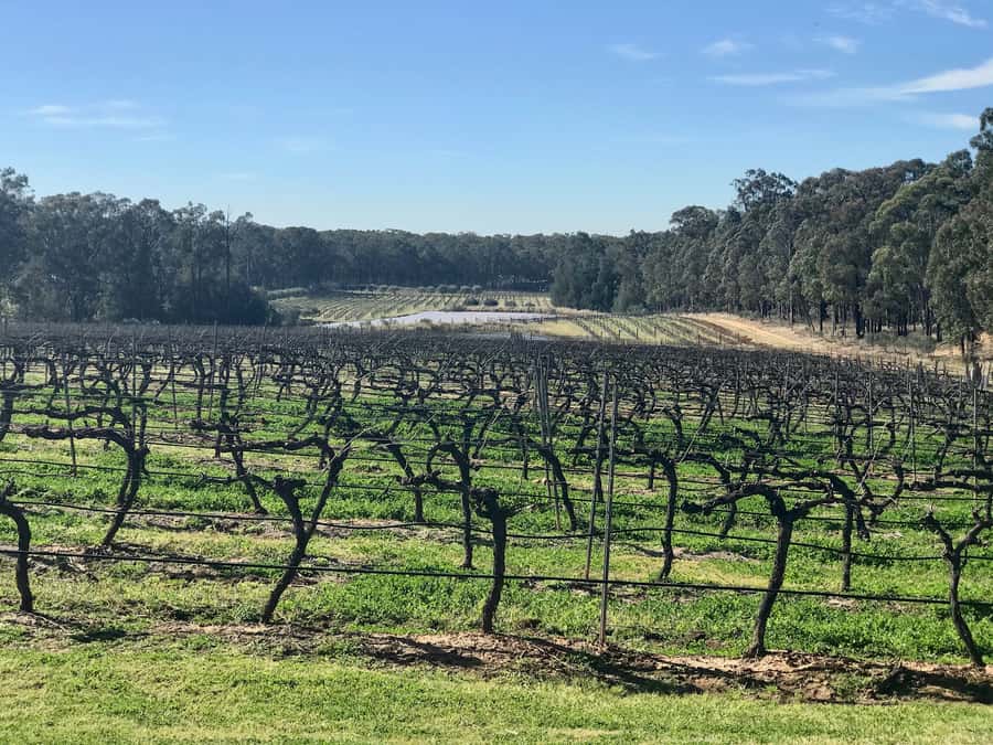 From Sydney: Hunter Valley Wine Tasting & Winery Picnic Tour - Key points at a glance
