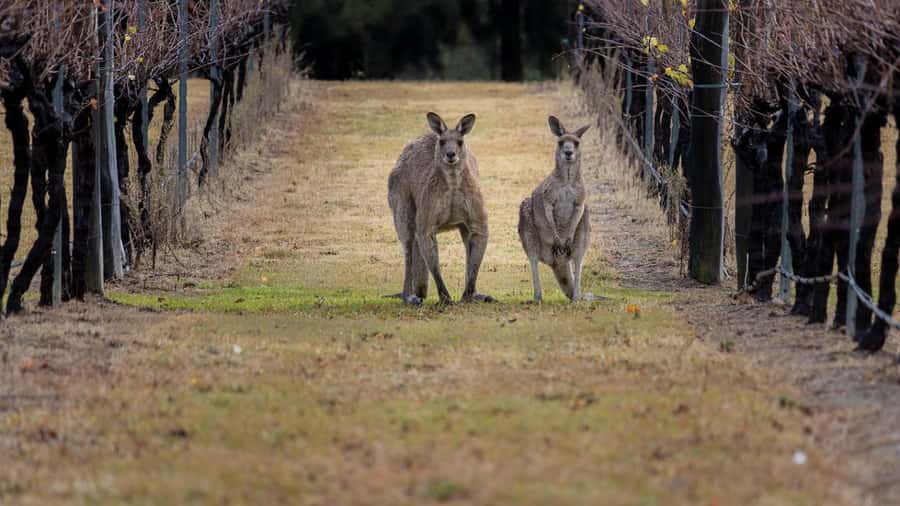 From Sydney: Hunter Valley Wine Tasting & Winery Picnic Tour - Why this Hunter Valley day works from Sydney
