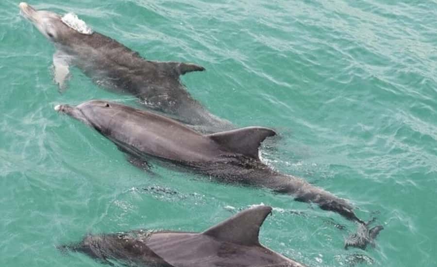 From Sydney: Jervis Bay Day Tour and Dolphin Watching Cruise - Cruising Jervis Bay for dolphins