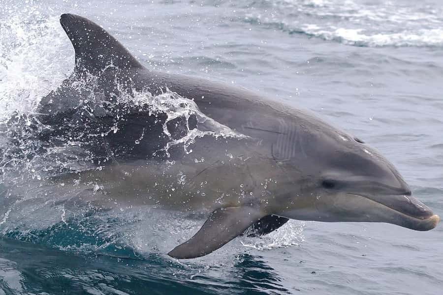 From Triabunna: Maria Island Cruise & Guided Walk with Lunch - Lunch anchored near Maria Island