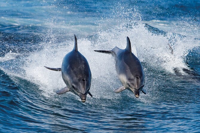 Full-Day Bruny Island Cruises Day Tour from Hobart - Key things to know before you book