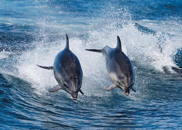 Full-Day Bruny Island Cruises Day Tour from Hobart - Three hours among cliffs, caves and sea stacks