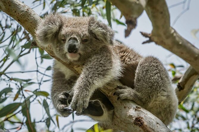 Full-Day Great Ocean Road and 12 Apostles Sunset Tour from Melbourne - Anglesea gives you a first beach break
