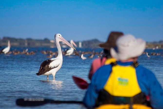 Full Day Kayaking Tour in Coorong National Park - Birds, seals, and the rewards of moving quietly