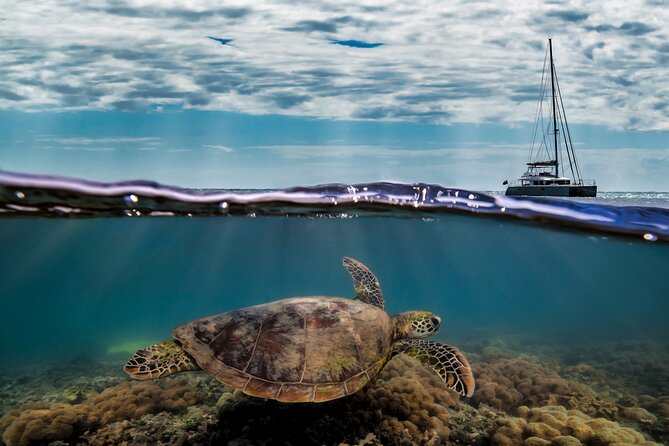 Full Day Low Isles Sailing & Snorkelling Cruise from Port Douglas - What the $243.86 price gets you
