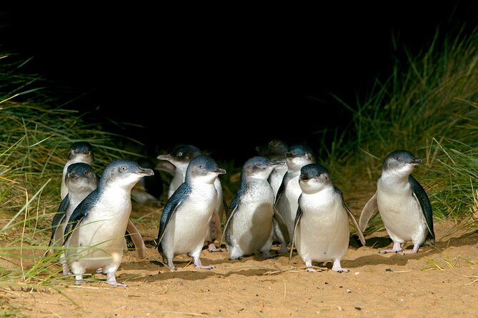 Full-Day Penguins and Wildlife Nature Experience from Melbourne - Why this Melbourne day trip works