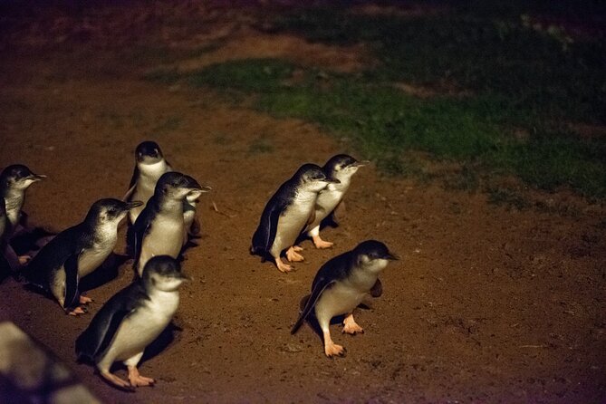 Full-Day Penguins and Wildlife Nature Experience from Melbourne - Cowes gives you a dinner window