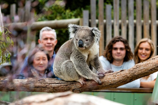 Full-Day Penguins and Wildlife Nature Experience from Melbourne - What the 12-hour schedule feels like