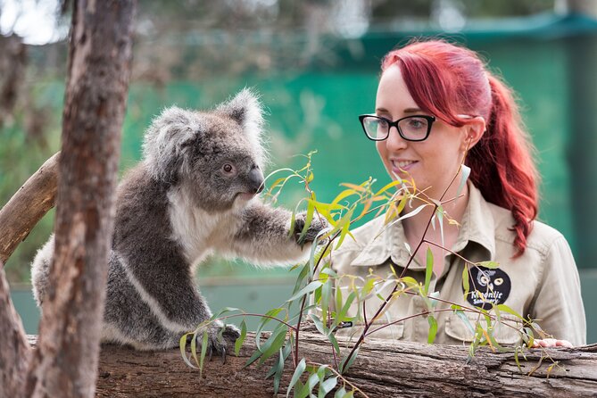 Full-Day Phillip Island Tour with Kangaroo, Koala and Penguin Parade - Key points to know before you go