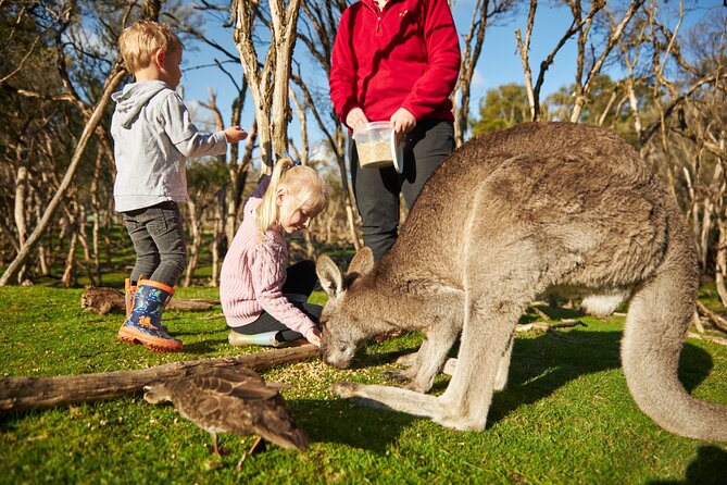 Full-Day Phillip Island Tour with Kangaroo, Koala and Penguin Parade - Moonlit Sanctuary: useful wildlife, but know what it is