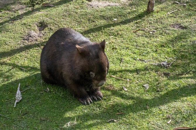 Full-Day Phillip Island Tour with Kangaroo, Koala and Penguin Parade - Cowes is your practical food stop