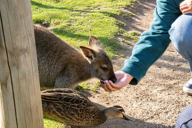 Full-Day Phillip Island Tour with Kangaroo, Koala and Penguin Parade - A group coach makes Phillip Island easy, but not fast