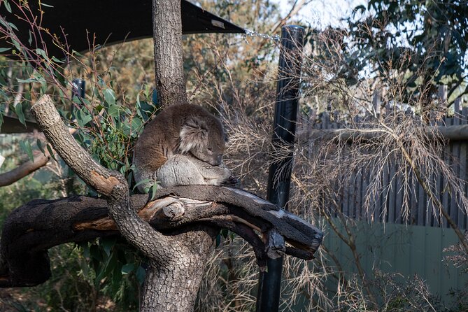 Full-Day Phillip Island Tour with Kangaroo, Koala and Penguin Parade - The guides shape the day