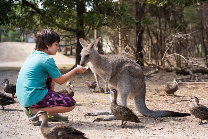 Full-Day Phillip Island Tour with Kangaroo, Koala and Penguin Parade - Woolamai Beach gives you a quick taste of the coast