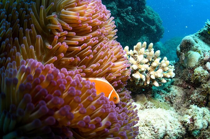 Full Day Reef Cruise and 10 Minute Helicopter Scenic Flight - Who should book this reef cruise?