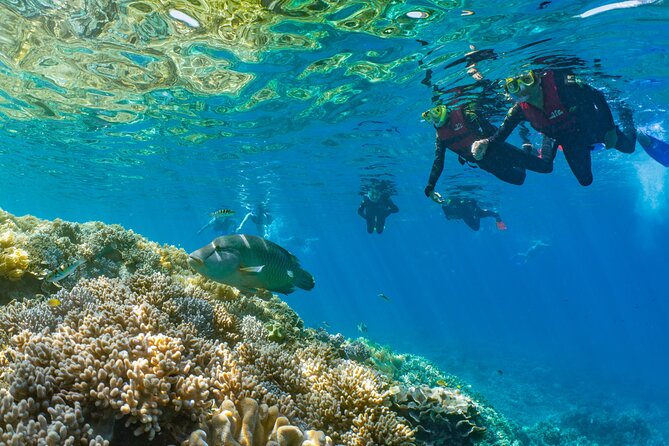 Full Day Tour to Sunlover Cruises Moore Reef and Fitzroy Island - The 8:00am catamaran departure from Cairns