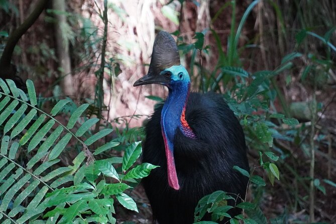Fun, Falls and Forests Day Trip from Cairns - Rainforest walks, ecology and local context