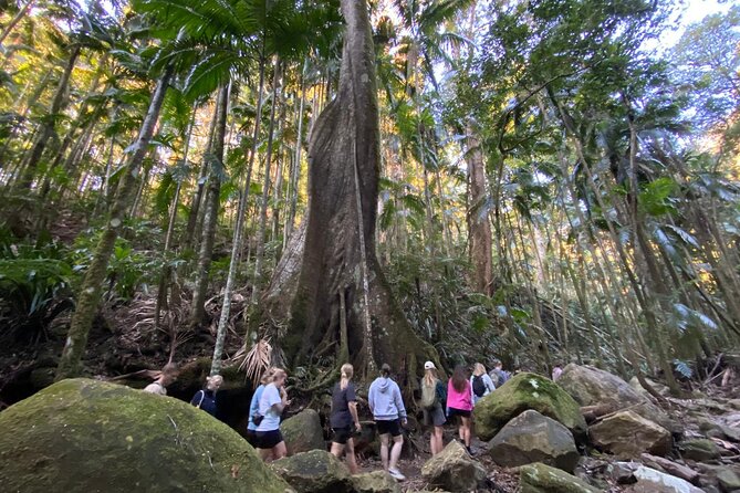 Glow-worms, Waterfalls & Rainforest Experience - Organic vegan dinner in the forest