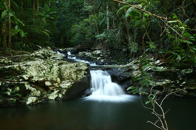 Glow-worms, Waterfalls & Rainforest Experience - Is the $99.70 price good value?
