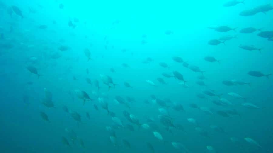 Gold Coast: 3-Day PADI Open Water Course - Key points to know before booking