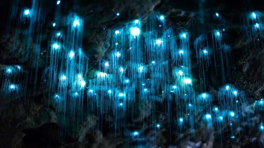 Gold Coast: Daytime Glow Worm Caves and Hop-on Hop-off Tour - The Gold Coast pickup and ride to Tamborine Mountain