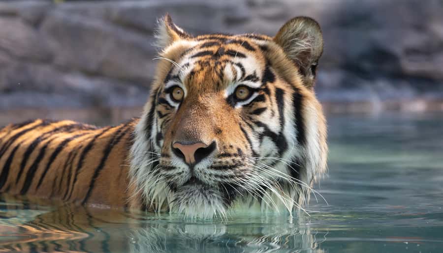 Gold Coast: Dreamworld 1-Day Entry Ticket - Kenny and Belinda’s Dreamland for younger children