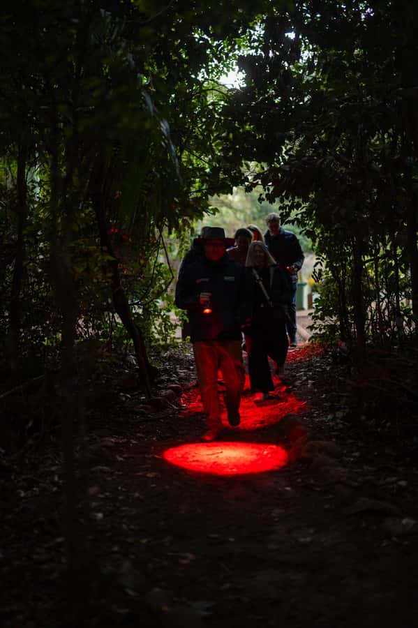 Gold Coast: Evening Rainforest and Glow Worm Experience - Key points at a glance