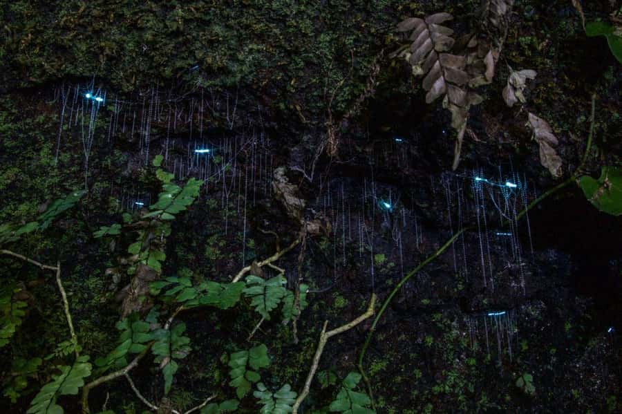 Gold Coast: Evening Rainforest and Glow Worm Experience - Why the rainforest changes after sunset