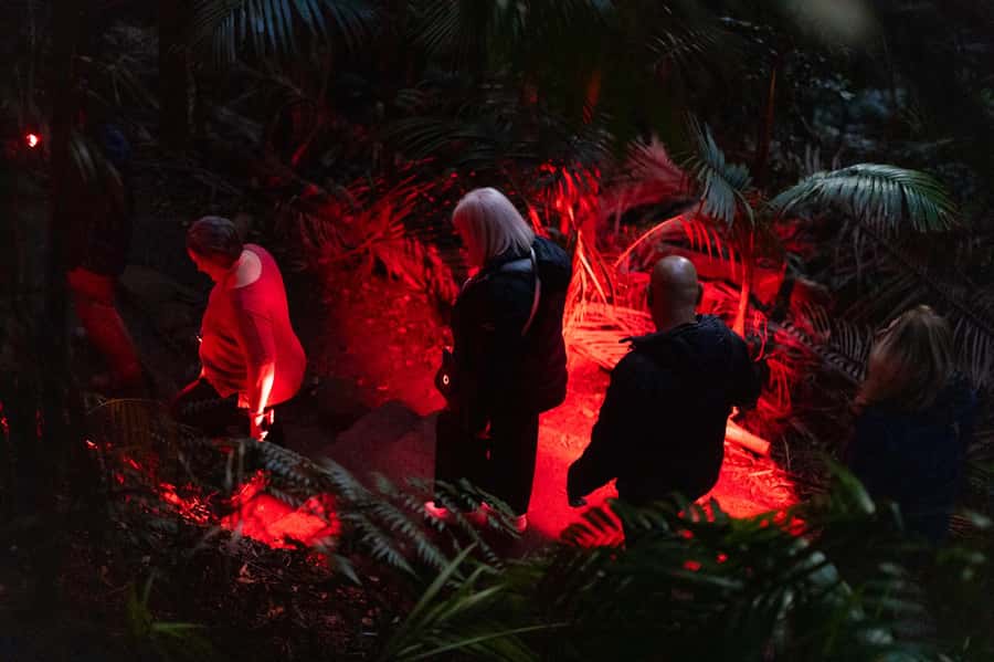 Gold Coast: Evening Rainforest and Glow Worm Experience - Walking the Curtis Falls track at night