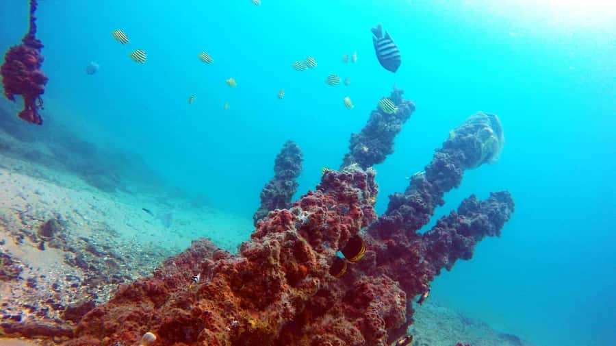 Gold Coast: Introductory SCUBA Diving Experience - What the $91 Gold Coast SCUBA session really includes