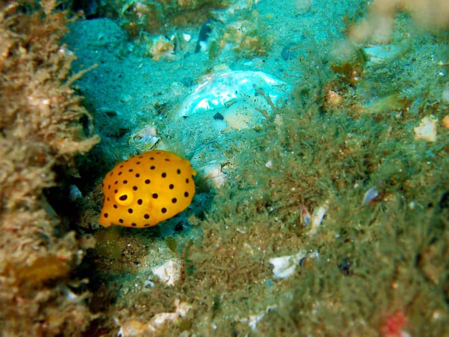 Gold Coast: Introductory SCUBA Diving Experience - Who should book this Gold Coast activity