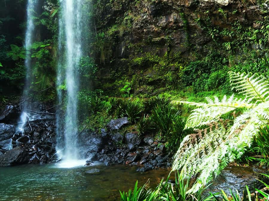 Gold Coast: Kangaroos, Rainforest & Waterfalls Experience - Key points at a glance