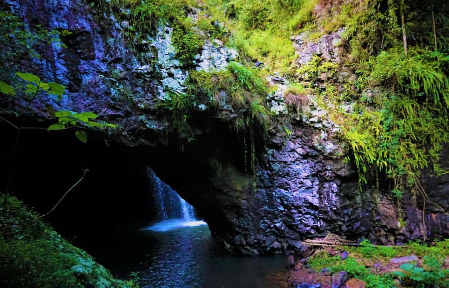Gold Coast: Kangaroos, Rainforest & Waterfalls Experience - From Gold Coast streets to Springbrook forest