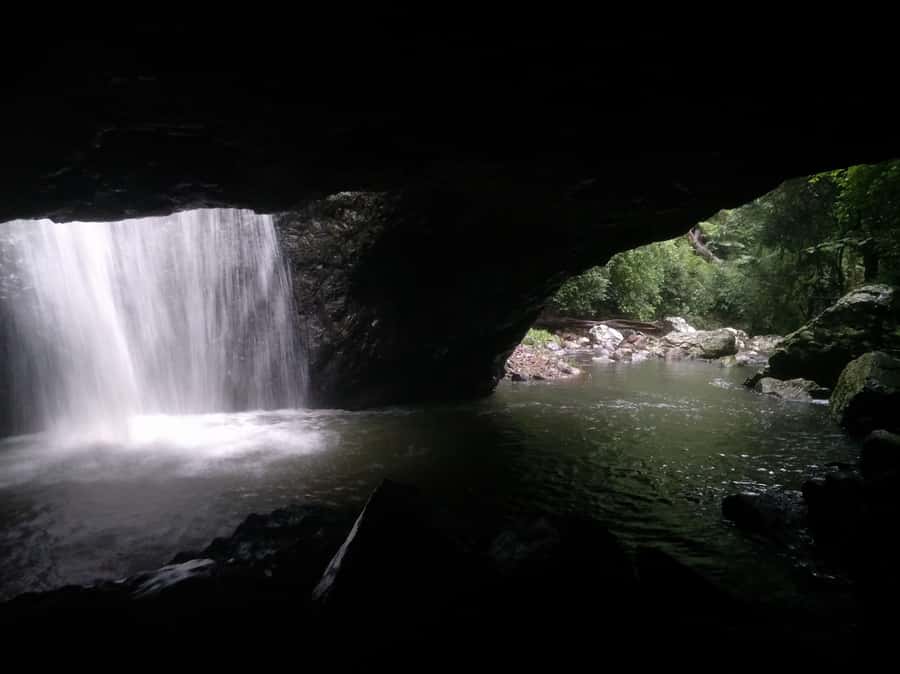 Gold Coast: Kangaroos, Rainforest & Waterfalls Experience - Springbrook’s three waterfall walks