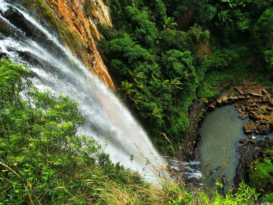 Gold Coast: Kangaroos, Rainforest & Waterfalls Experience - Kangaroos and koalas before the waterfalls