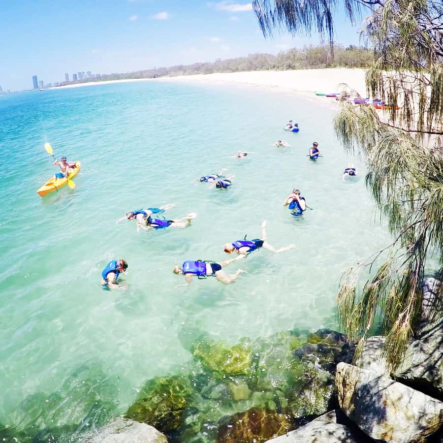 Gold Coast: Kayaking and Snorkeling Guided Tour - Watching for dolphins and stingrays