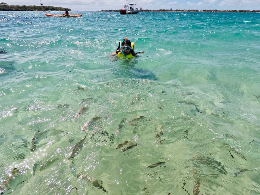 Gold Coast: Kayaking and Snorkeling Guided Tour - What the guides add