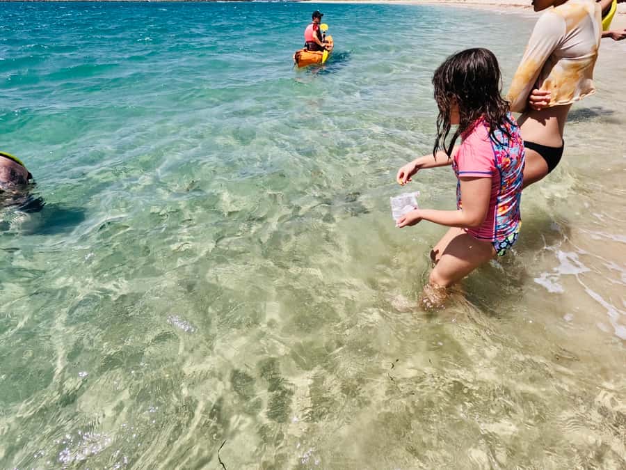 Gold Coast: Kayaking and Snorkeling Guided Tour - Should you book it?