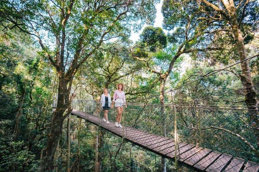 Gold Coast: Lamington Treetops, Wildlife and Vineyard Visit - Key points to know before you book